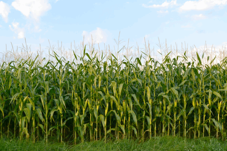 State of Play: Biofuels